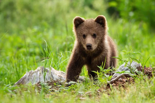 ᐈ Bear Cubs Stock Pictures Royalty Free Bear Cub Pics Download On Depositphotos ᐈ Bear Cubs Stock Pictures Royalty Free Bear Cub Pics Download On Depositphotos