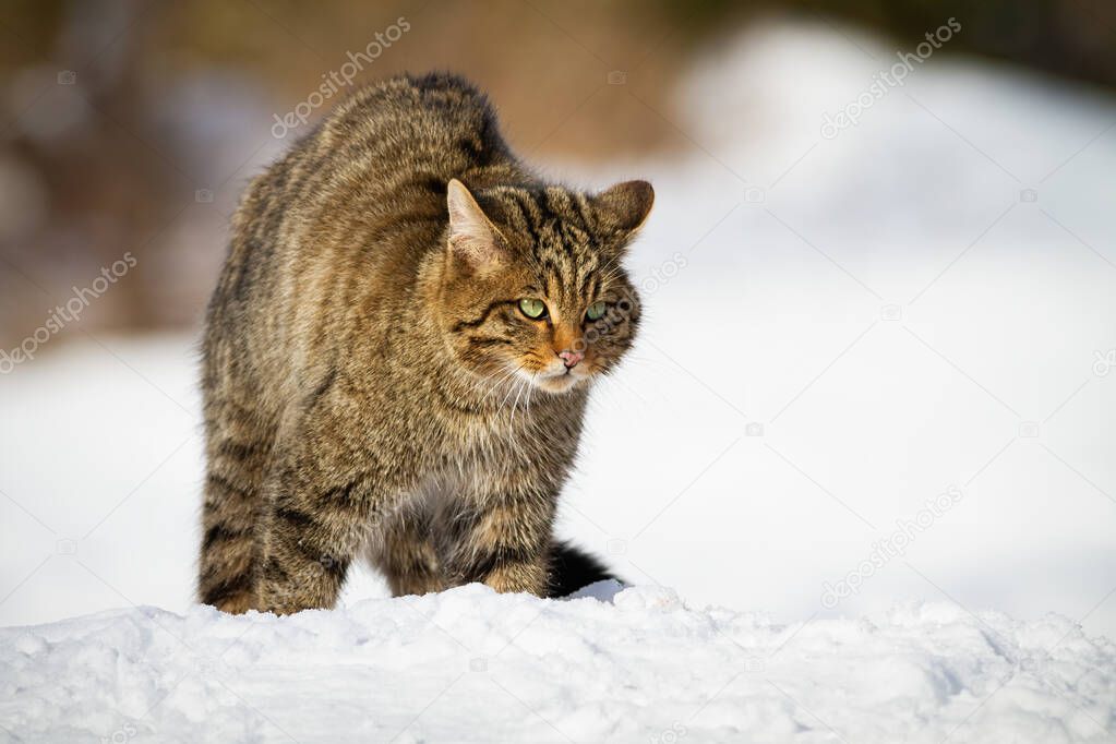European wildcat being on alert in the middle of snowy meadow