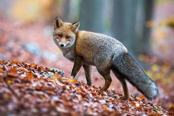 Красная лиса с опухшим хвостом, оглядывающаяся через плечо в осеннем лесу . — стоковое фото