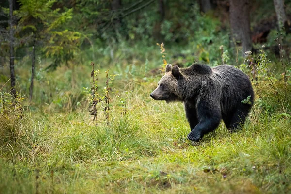 Urso castanho em pé na clareira no meio da floresta — Fotografia de Stock