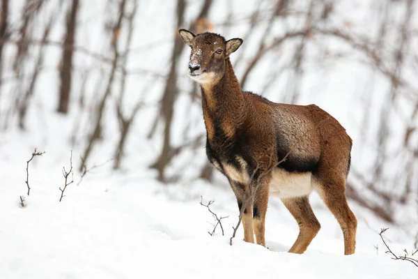 Niepewne dzikie samice muflon owce stojące i patrząc na bok w śnieżnym lesie. — Zdjęcie stockowe
