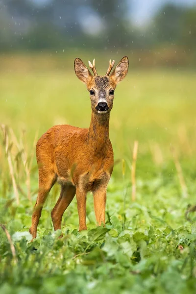 Yazın yağmurda poz veren küçük boynuzlu yavru geyik.. — Stok fotoğraf