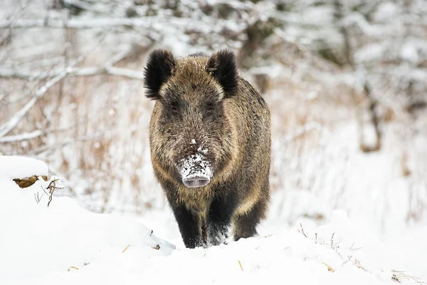 Powerful wild boar standing in snow facing camera and watching in winter. — Stock Photo, Image