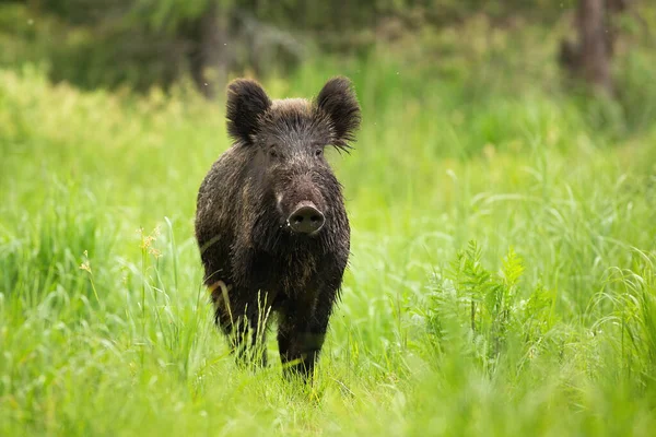 Wildschweine stehen im Sommer auf einer Wiese mit grünem Gras mit Kopierfläche — Stockfoto