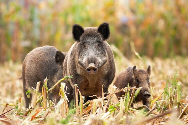Starkes Wildschwein führt seine Familie auf Nahrungssuche — Stockfoto