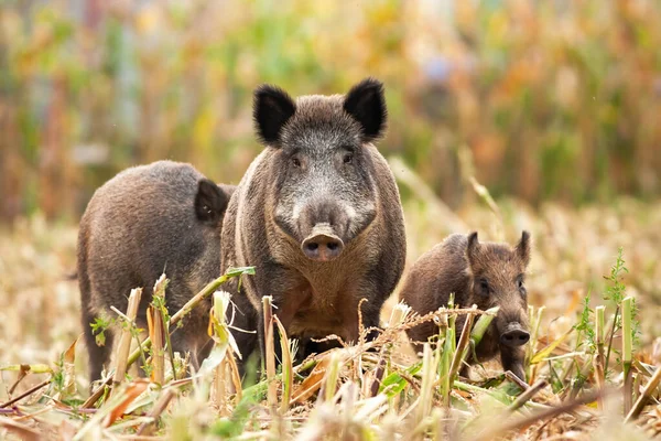 Forte cinghiale che conduce la sua famiglia mentre cerca cibo — Foto Stock