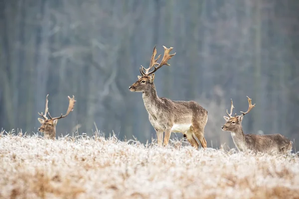 Troupeau de jeunes cerfs en jachère en hiver debout sur une prairie givrée — Photo