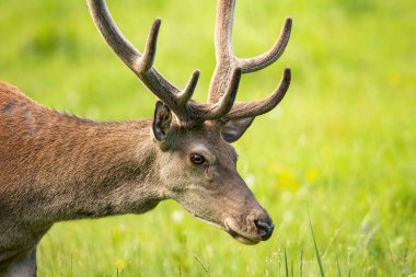 Yazın kadifeye bulanmış boynuzları olan kızıl geyik kafalarının yakın çekimi.