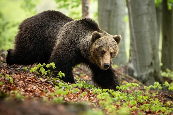 Массивный самец бурого медведя, ищущий пищу в листве — стоковое фото
