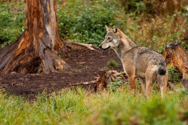 Un lupo grigio solitario che osserva l'incantevole foresta . — Foto Stock