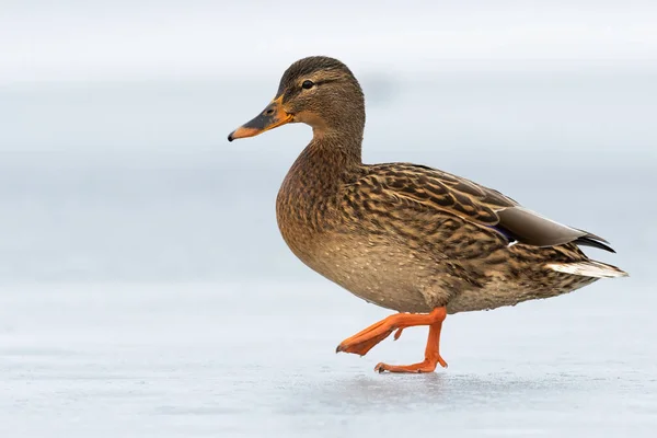 Female dabbling duck walking on ice winter with one leg in the air. — Stock Photo, Image