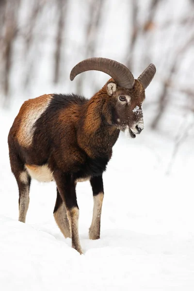 Mannelijke moeflon wandelen en kauwen in de winter bos bedekt met sneeuw. — Stockfoto