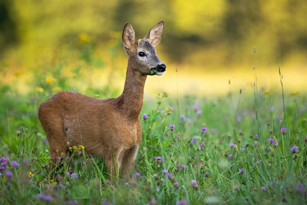 Jeune chevreuil mâle avec de petits bois broutant sur une prairie verte en été — Photo