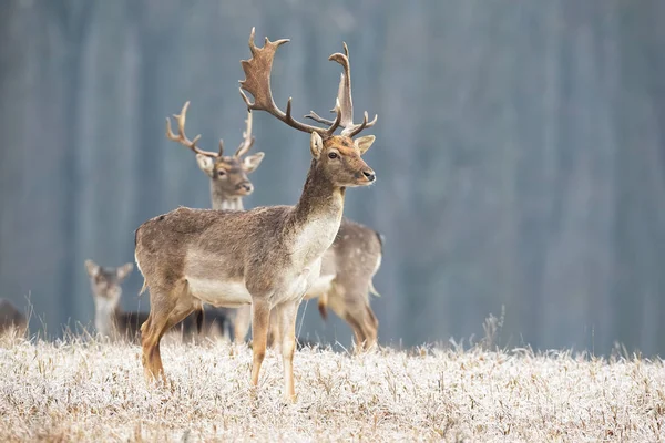 Dondurucu soğukta çayırda dikilip yan bakan, Fallow geyiği.. — Stok fotoğraf