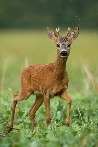 A solitary young roe deer buck standing on the grassland — Stock Photo, Image