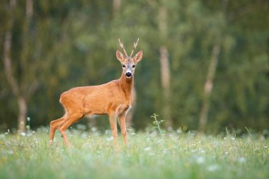 Şaşırmış geyik geyiği yazın gün batımında çayırda kameraya bakıyor.