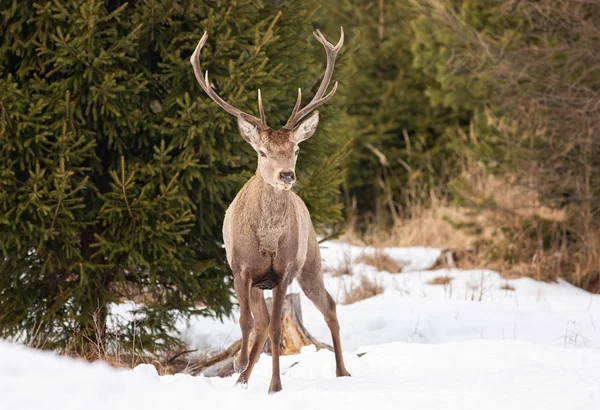 Red deer stag standing on snow with trees behind it — ストック写真