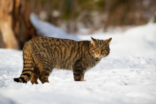 Gato salvaje europeo y su mirada penetrante en el bosque nevado — Foto de Stock