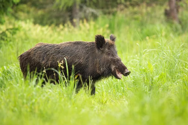 Lächelndes Wildschwein kaut mit offenem Mund auf der Weide in der Natur. — Stockfoto