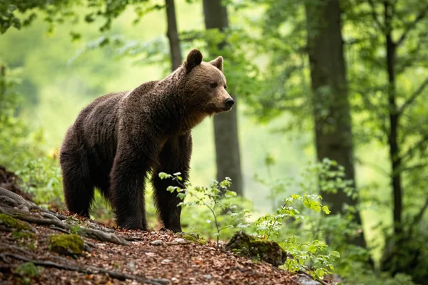 Urso marrom curioso observando os arredores da bela floresta florescente — Fotografia de Stock