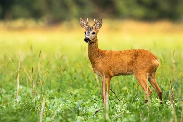 Junges Rehkitz mit kleinem Geweih auf der Wiese — Stockfoto