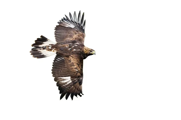 Gouden adelaar vliegen met vleugels wijd verspreid geïsoleerd op witte achtergrond — Stockfoto