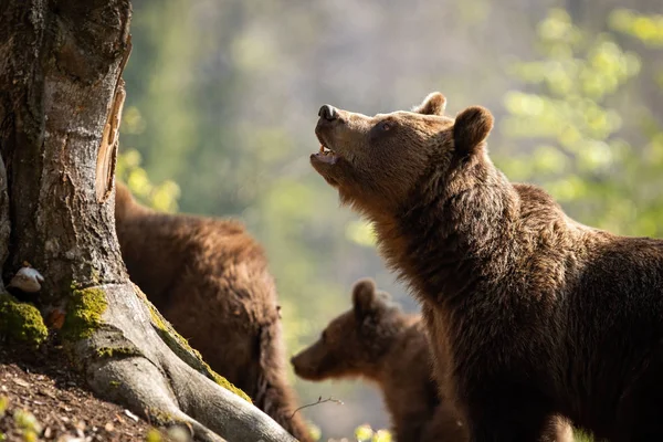 Urso castanho com boca aberta cuidando de seus dois filhotes — Fotografia de Stock