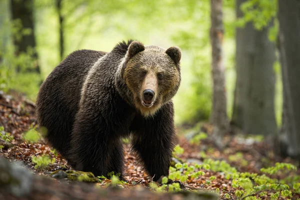 Un enorme orso bruno in posa nell'incantevole ambiente forestale — Foto Stock