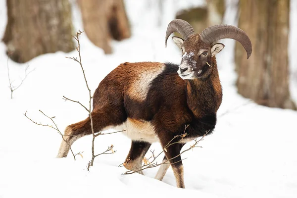 Jovem carneiro mouflon descendo a encosta na floresta no inverno . — Fotografia de Stock