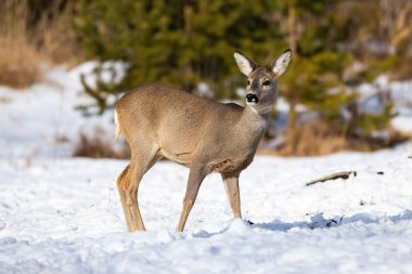 Yumurta geyiğinin dikkatli dişisi karlı tarlada dikkatli bir şekilde otluyor.