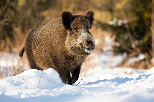 Duro cinghiale che corre su un prato innevato coperto di neve in inverno . — Foto Stock