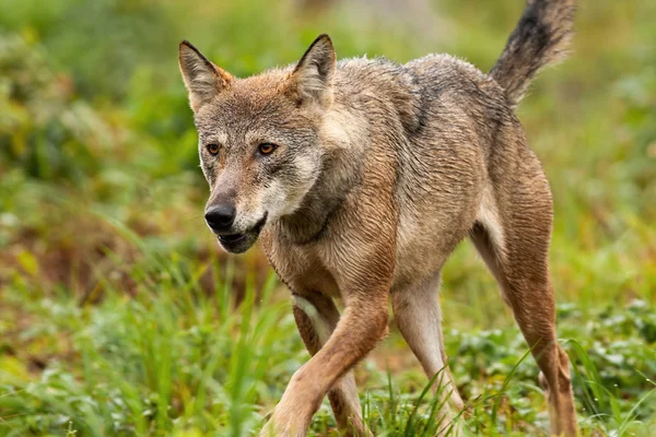 Um detalhe da caça ao lobo cinzento e correndo com cauda nas montanhas — Fotografia de Stock