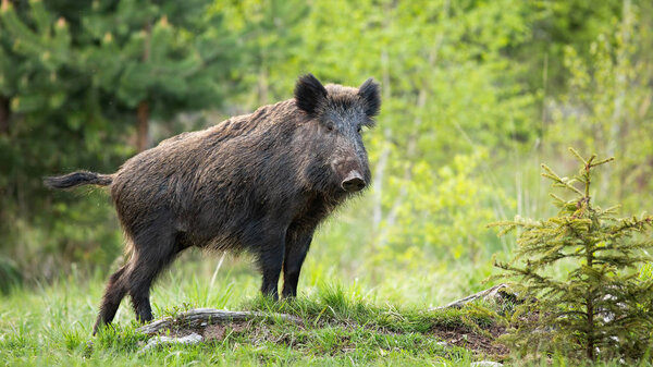 Dominant wild boar displaying on a hill near little spruce tree.