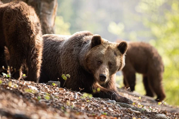 Взрослый бурый медведь и два его медведя проводят время в солнечном лесу — стоковое фото
