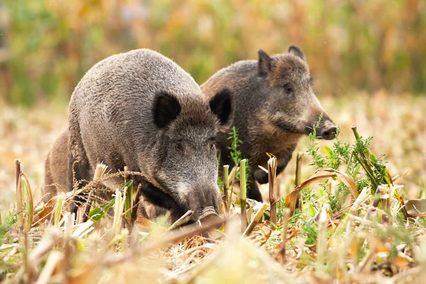 Grupo de jabalíes olfateando y pastando en el campo de maíz — Foto de Stock