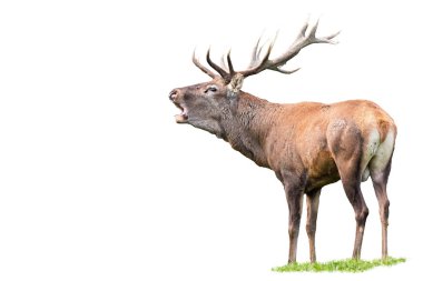 Kızıl geyik, Cervus Elaphus, geyik boynuzları beyaz üzerinde kükreyen