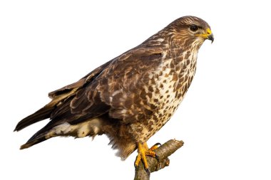 Yaygın akbaba, buteo buteo, beyaz arkaplanda tek başına oturuyor.