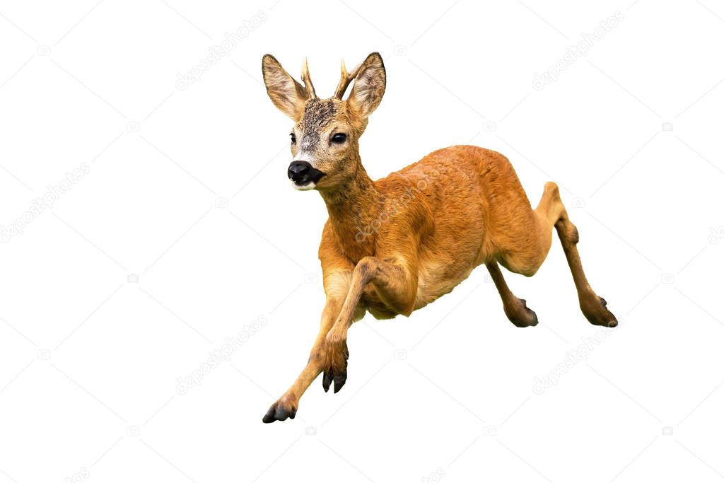 Roe deer, capreolus capreolus, buck running isolated on white background