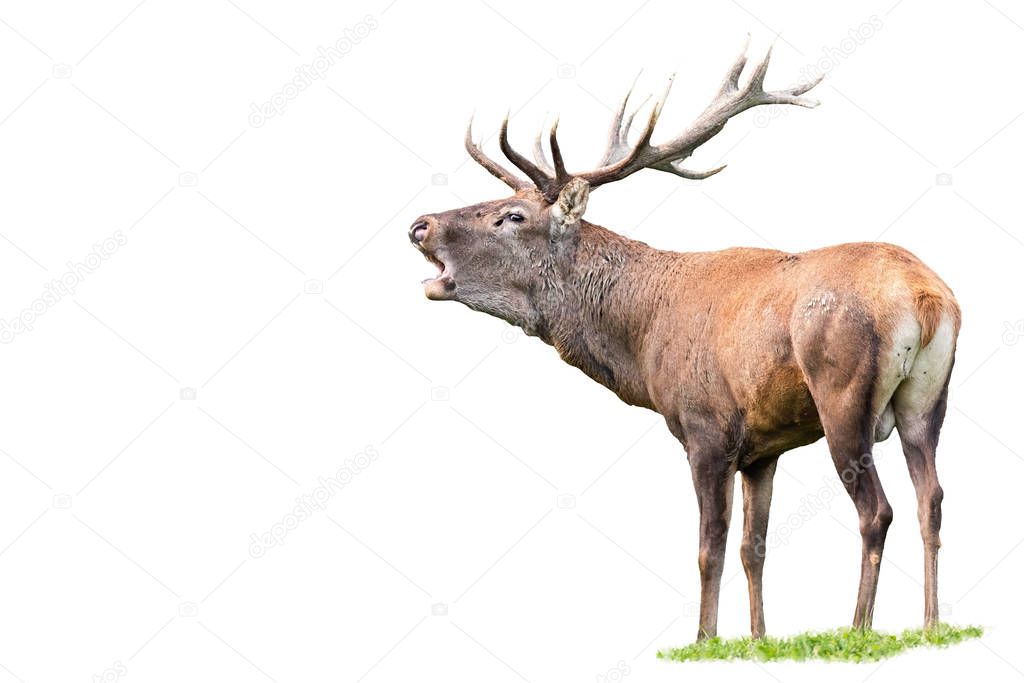 Red deer, cervus elaphus, stag with antlers roaring isolated on white