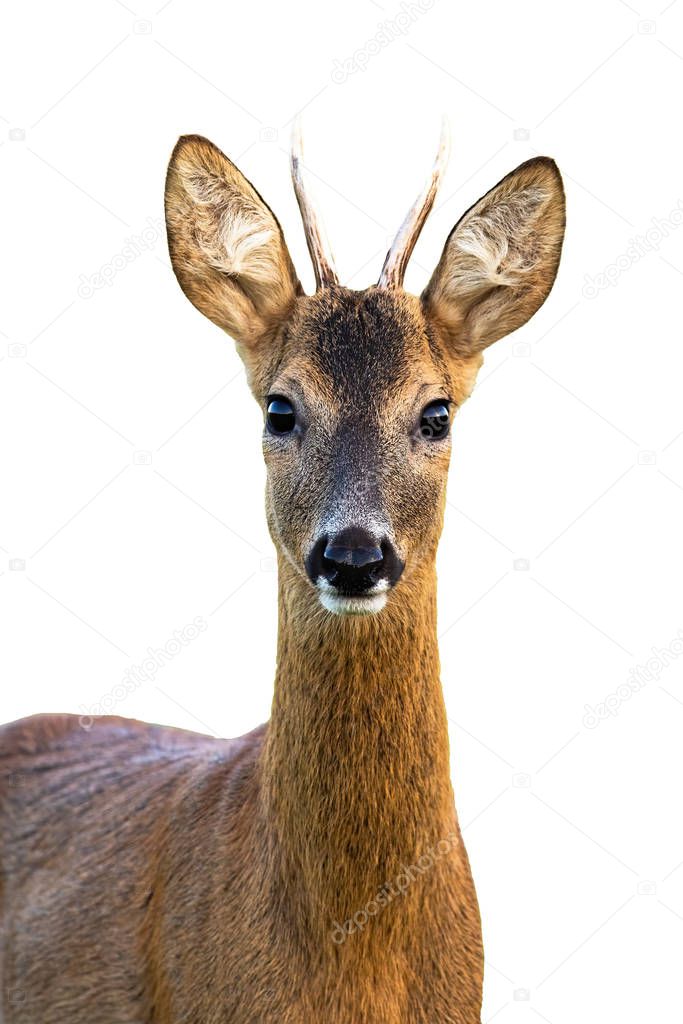 Portrait of young roe deer buck isolated on white background.