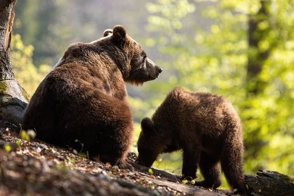 Un par de peludos osos pardos pastando en el bosque soleado —  Fotos de Stock