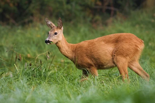 Kijken reeën herten vrouwtje eten gras tijdens het grazen op de groene weide — Stockfoto