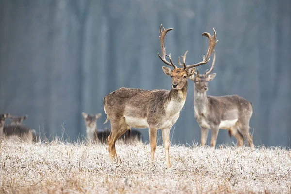 Ciervo barbecho salvaje ciervo con astas de pie en un prado en invierno . — Foto de Stock