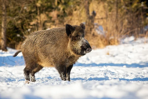 Wild boar, sus scrofa, standing and listening on a glade in winter — Stock Photo, Image