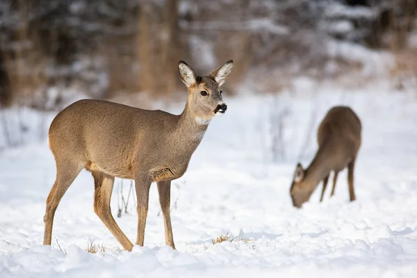 Egy pár kifejlett őzike, akik télen a havas mezőn táplálkoznak. — Stock Fotó