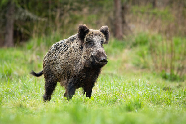 Alert male wild boar standing fierceful on a meadow in springtime.