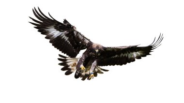 Altın kartal iniyor ve beyaz arka planda pençeleriyle avını yakalıyor.
