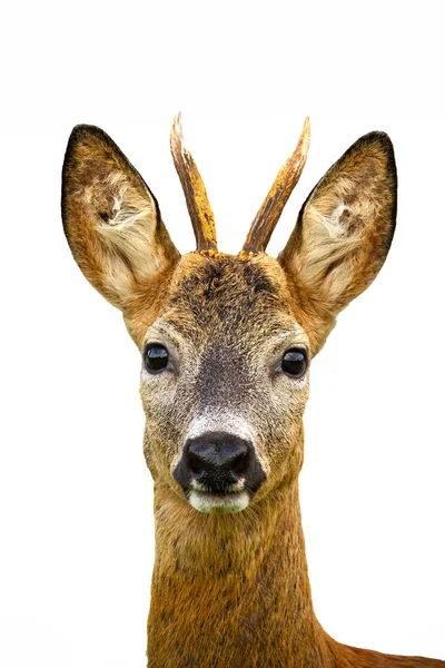 Roe herten, capreolus capreolus, bok in de natuur uitgesneden op witte achtergrond — Stockfoto