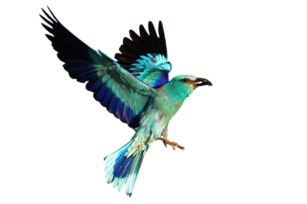 European roller landing and holding a bark beetle isolated on white — Stock Image European roller landing and holding a bark beetle isolated on white Royalty Free Stock Photos