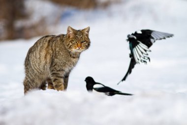 Kızgın vahşi kedi, kışın karda iki saksağana bakıyor.